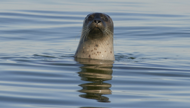 Grey Seal
